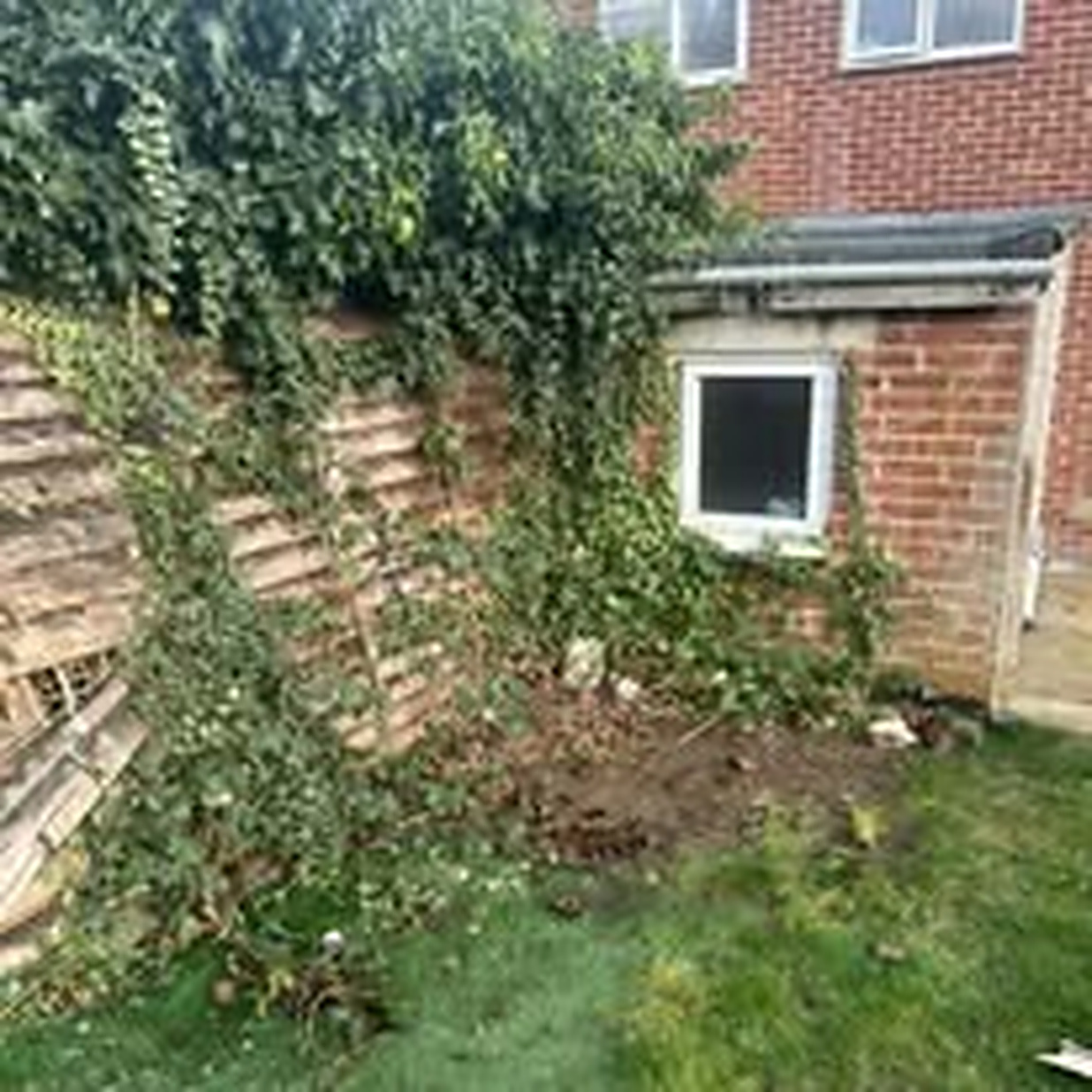 Overgrown ivy covering a garden fence being cut back and cleared